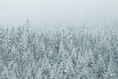覆雪的树